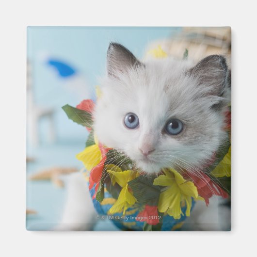 Rag Doll Kitten und Sommerurlaub Magnet (Vorne)