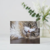 Ragamuffin-Katze Postkarte (Stehend Vorderseite)