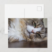 Ragamuffin-Katze Postkarte (Vorne/Hinten)