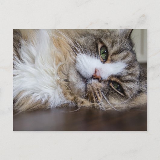 Ragamuffin-Katze Postkarte (Vorderseite)