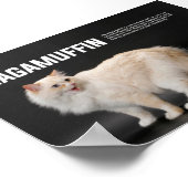Ragamuffin Katzenrasse Poster (Ecke)