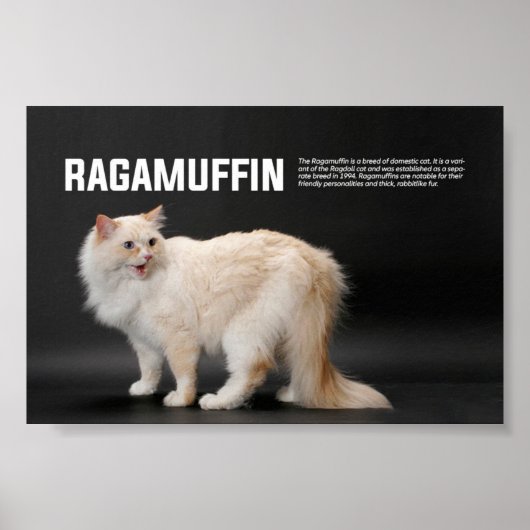 Ragamuffin Katzenrasse Poster (Vorne)