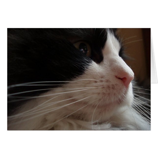 Ragdoll (Vorderseite (Horizontal))