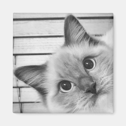 Ragdoll Alert! Magnet (Vorne)