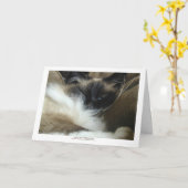 Ragdoll Birman Cat Greeting Card or Note Card Karte (Gelbe Blume)