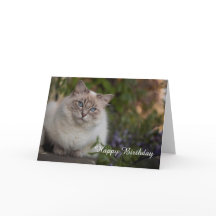 Ragdoll Birthday Card