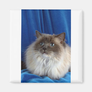 Ragdoll, blau magnet