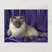 Ragdoll, blau postkarte (Vorderseite)