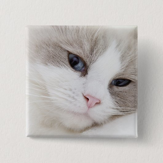 Ragdoll Button (Vorderseite)