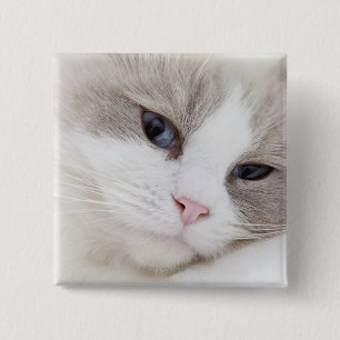 Ragdoll Button