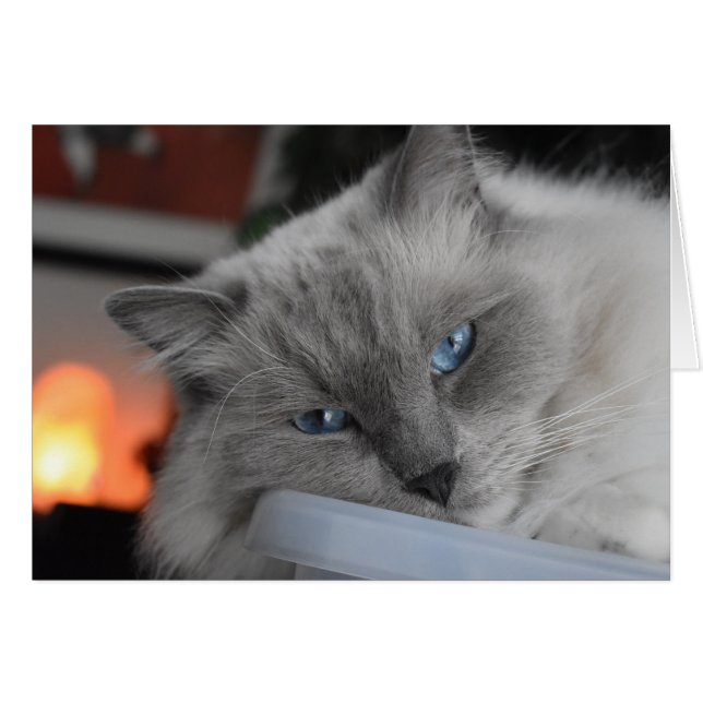 Ragdoll Cat (Vorderseite (Horizontal))