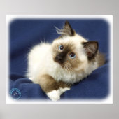 Ragdoll Cat 9W082D-011 Poster (Vorne)