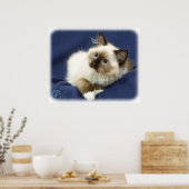 Ragdoll Cat 9W082D-011 Poster (Küche)