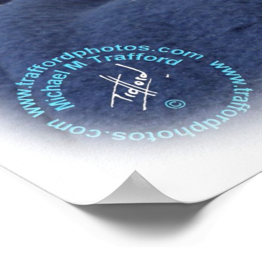 Ragdoll Cat 9W082D-011 Poster (Ecke)