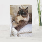 Ragdoll Cat Birthday Karte (Vorderseite)
