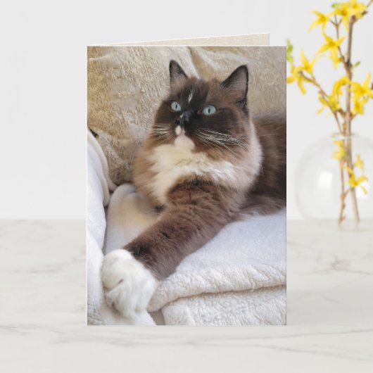 Ragdoll Cat Birthday Karte (Gelbe Blume)