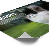 Ragdoll Cat Breed Poster (Ecke)