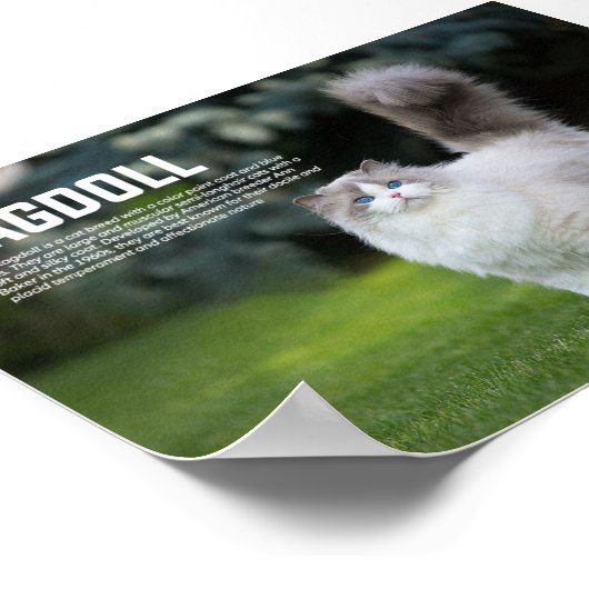 Ragdoll Cat Breed Poster (Ecke)