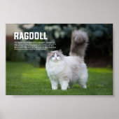 Ragdoll Cat Breed Poster (Vorne)
