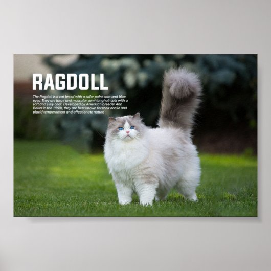 Ragdoll Cat Breed Poster (Vorne)