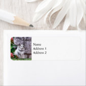 Ragdoll Cat By Hydrangea (Insitu)