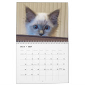 Ragdoll Cat Calendar Kalender (Mär 2027)