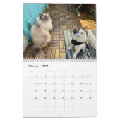 Ragdoll Cat Calendar Kalender (Feb 2027)