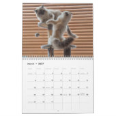 Ragdoll Cat Calendar Kalender (Mär 2027)