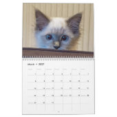 Ragdoll Cat Calendar Kalender (Mär 2027)