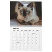 Ragdoll Cat Calendar Kalender (Jan 2027)