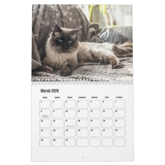 Ragdoll Cat Calendar Kalender (Mär 2026)