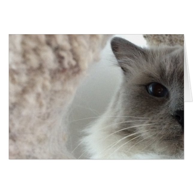 Ragdoll Cat, Card (Vorderseite (Horizontal))