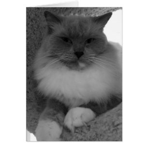 Ragdoll Cat, Card