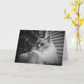 Ragdoll Cat card Karte (Gelbe Blume)