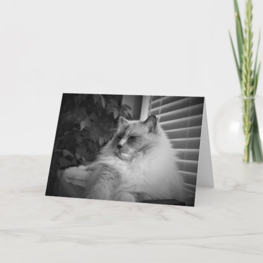 Ragdoll Cat card Karte (Vorderseite)