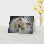 Ragdoll Cat card Karte (Gelbe Blume)