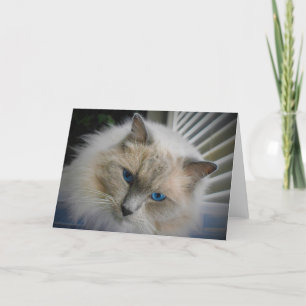 Ragdoll Cat card Karte