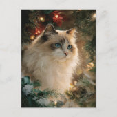 Ragdoll Cat Christmas Postkarte (Vorderseite)