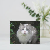 Ragdoll Cat DIY Postcard Postkarte (Stehend Vorderseite)