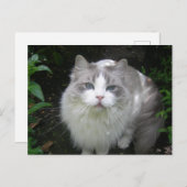 Ragdoll Cat DIY Postcard Postkarte (Vorne/Hinten)