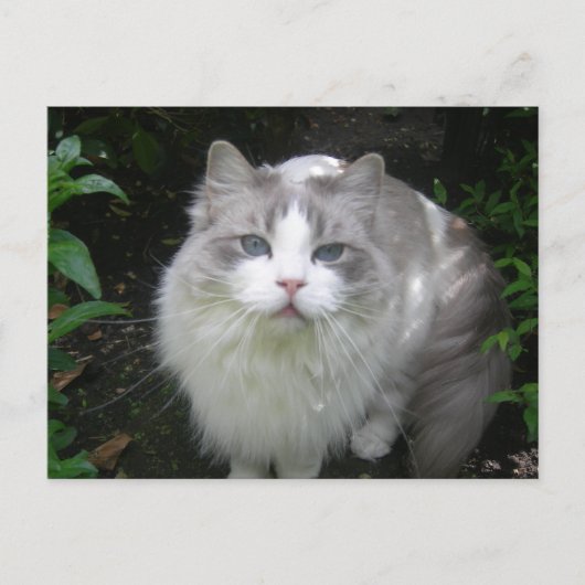 Ragdoll Cat DIY Postcard Postkarte (Vorderseite)