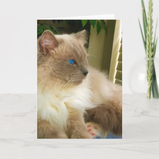 Ragdoll Cat Karte (Vorderseite)