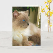 Ragdoll Cat Karte (Gelbe Blume)