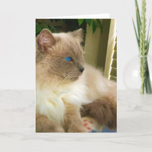 Ragdoll Cat Karte
