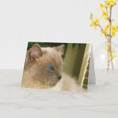 Ragdoll Cat Karte (Gelbe Blume)