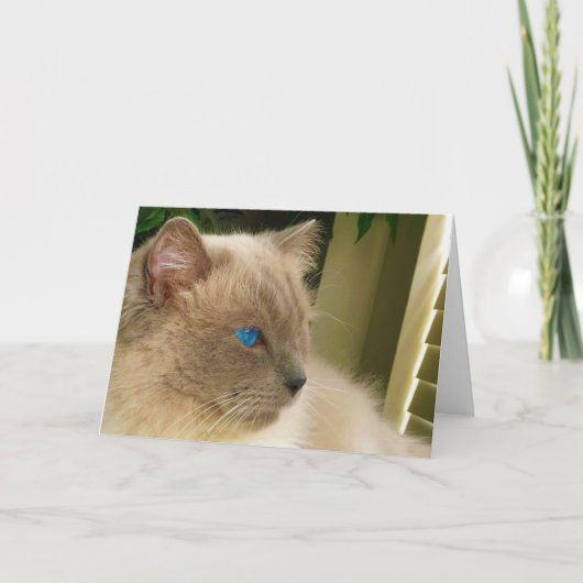 Ragdoll Cat Karte (Vorderseite)