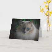 Ragdoll Cat Karte (Gelbe Blume)