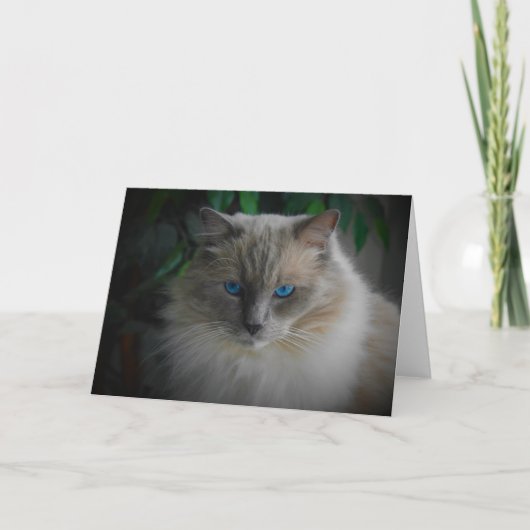 Ragdoll Cat Karte (Vorderseite)