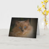 Ragdoll Cat Karte (Gelbe Blume)