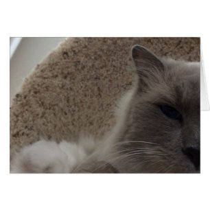 Ragdoll Cat, Karte